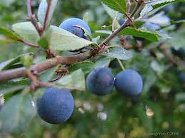 تصویر 5 از خرید و قیمت آلو جنگلی سیاه + فروش عمده